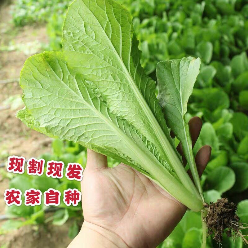 次日达 现摘现发 新鲜 1斤 叶菜类