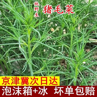 次日达上门送货 现摘现发1斤新鲜野生猪毛菜黄须菜海蓬菜西菜