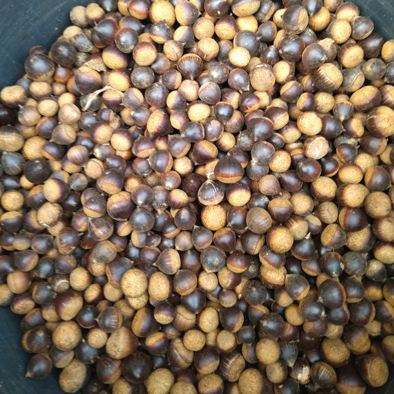 江西农产品新鲜百年老树野生苦槠子苦槠豆腐原料天然储栗栎子橡子