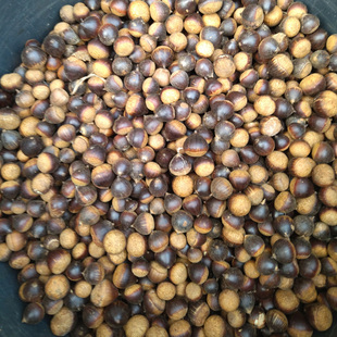 江西农产品新鲜百年老树野生苦槠子苦槠豆腐原料天然储栗栎子橡子