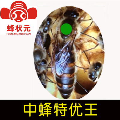 自家留种蜂状元王特优王 种王蜜蜂种蜂王活体蜜FQXZ2051