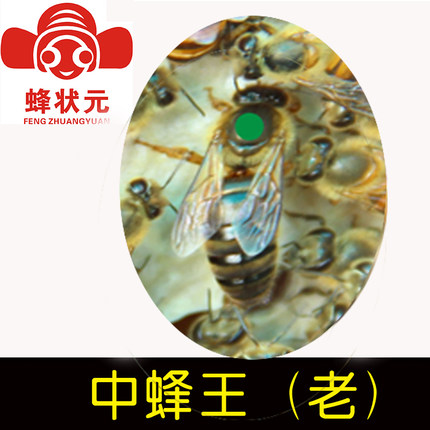 蜂状元 邱汝民 中蜂老王 活体蜜蜂种王蜜王 种高产蜜蜂王