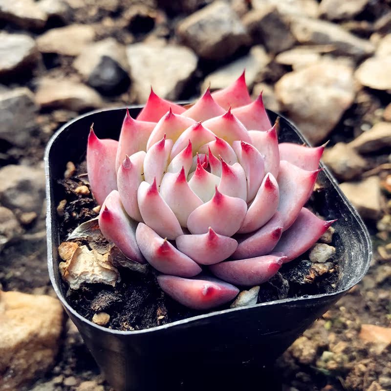 正版水蜜桃蜜粉色多肉植物布朗先生的古董店新手盆栽肉肉組合控型