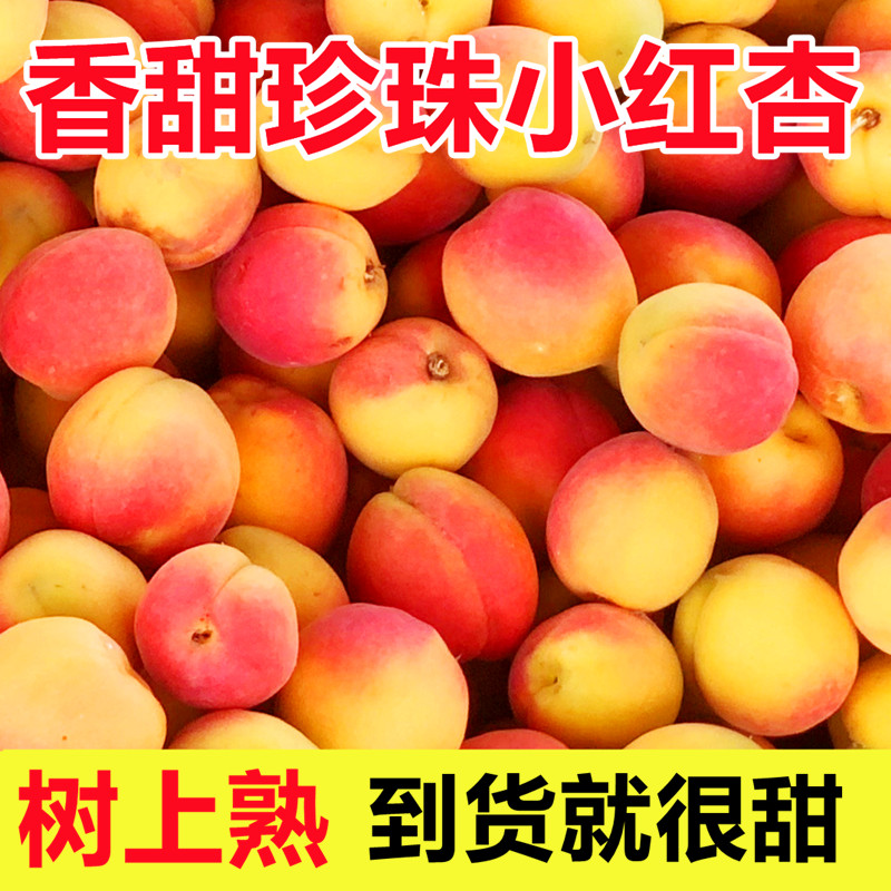 河北贵妃珍珠小红杏子新鲜孕妇水果当季胭脂大黄酸甜整箱5斤包邮