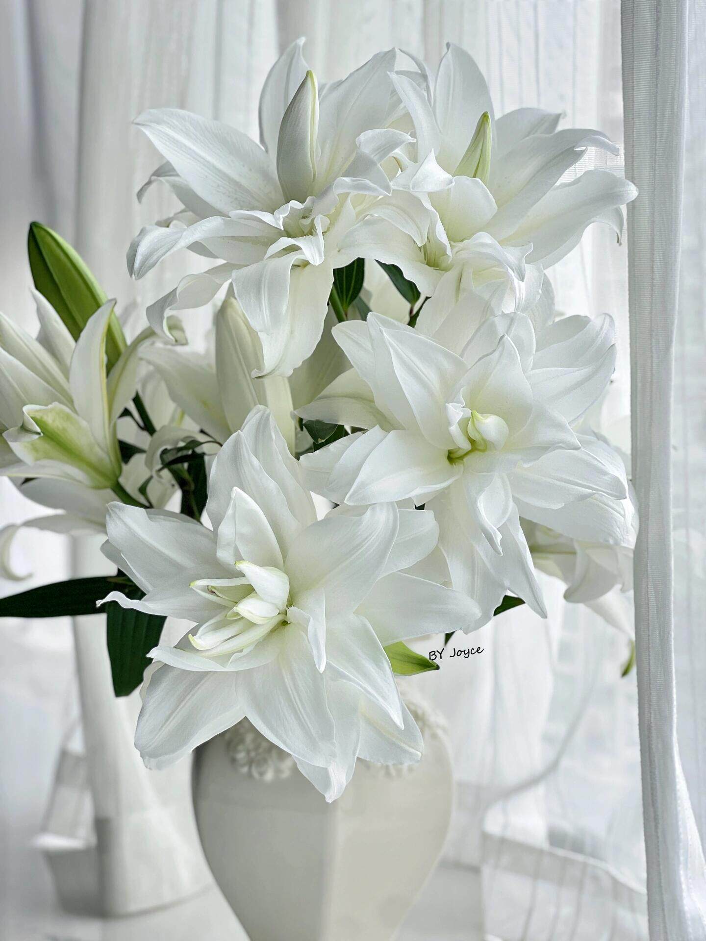 重瓣百合 白雪公主2头10枝 (一单有邮费,鲜花任意两单包邮)