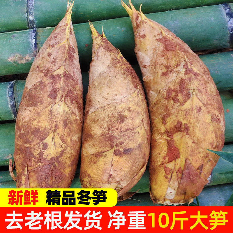 新鲜四川大冬笋现挖笋野生鲜笋黄泥笋带壳毛笋楠竹笋5斤10斤装