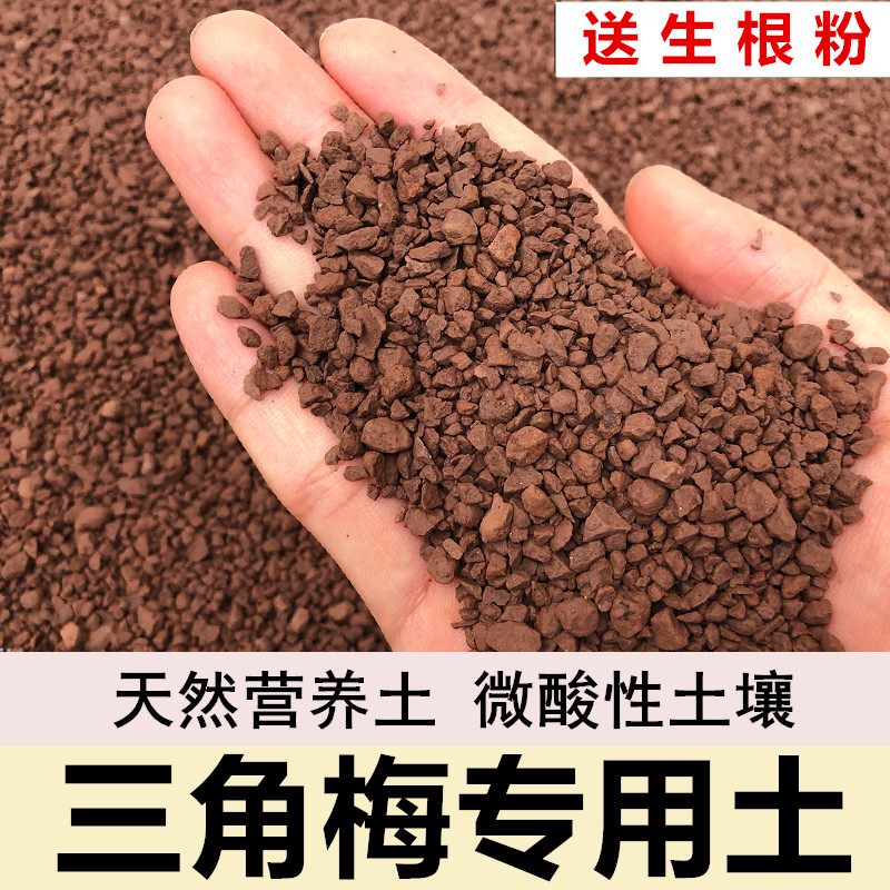 三角梅专用土扦插土颗粒土风化土图片