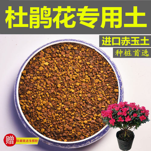 杜鹃花专用土盆景赤玉土风化土颗粒土营养粒有机肥酸性红土营养土