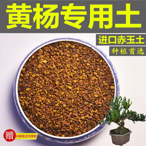 黄杨专用土盆景赤玉土风化土颗粒土营养粒有机肥酸性红土营养土