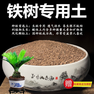 铁树专用土颗粒土风化土风化石营养土盆景土赤玉土酸性土种植土