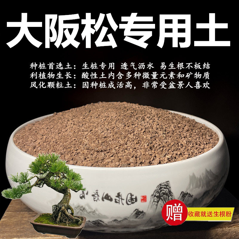 松树专用风化颗粒土酸性盆景种植