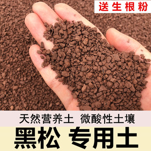 黑松土专用土风化土盆景土营养粒颗粒土赤玉土红土扦插土种植土
