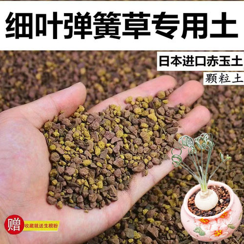 细叶弹簧草专用土赤玉土风化土颗粒土营养粒酸性土盆栽营养种植土