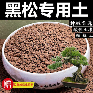 黑松专用土天然风化颗粒土赤玉土盆景土营养粒种生桩土松树种植土