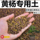 黄杨专用土赤玉土酸性颗粒土风化土营养粒有机营养土盆景土种植土