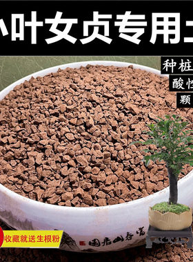 小叶女贞专用土酸性风化颗粒土