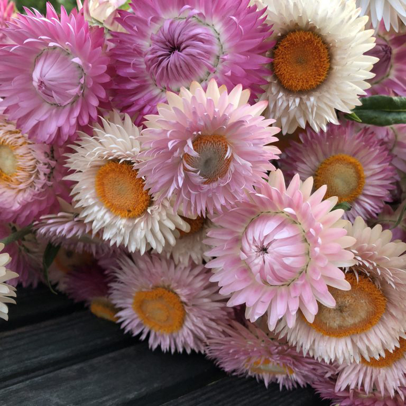 进口切花蜡菊麦秆菊花种子籽