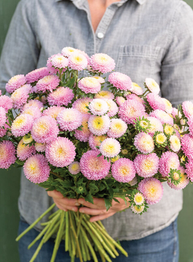 日本SAKATA进口切花翠菊花种籽花籽种子 蓬蓬系列 10粒试播装