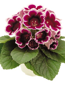 日本SAKATA进口单瓣大岩桐种子花籽花种籽 阿瓦迪系列 耐热盆栽