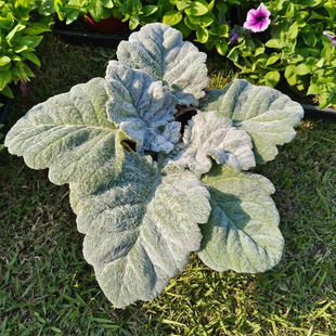 TAKII进口银白鼠尾草花种子花籽种籽 阿尔特系列 耐寒 5粒试播装