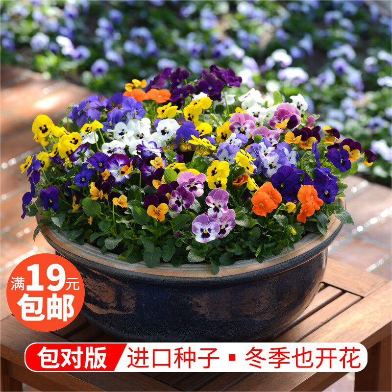 泛美角堇种子秋冬春开花耐寒