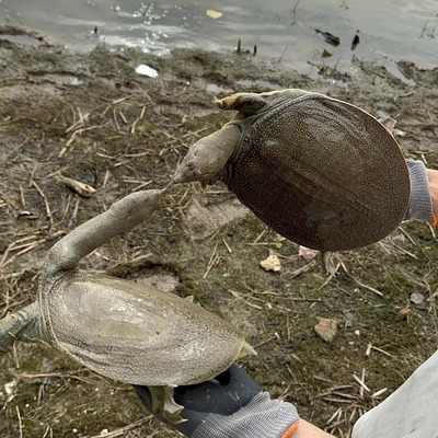 生态甲鱼鲜活老鳖4年蒸煮放养