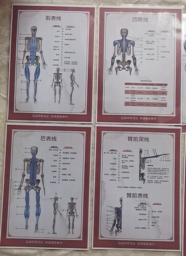 少医堂资料百图文50页袁磊袁老师全科班课件过塑筋膜链挂图骨骼