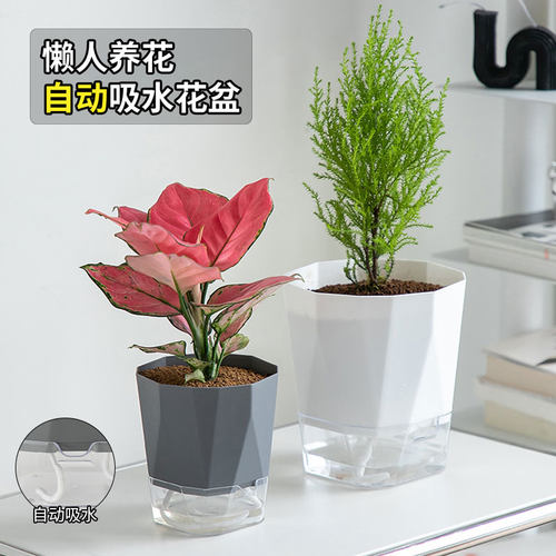 苍强懒人花盆自动吸水双层透气