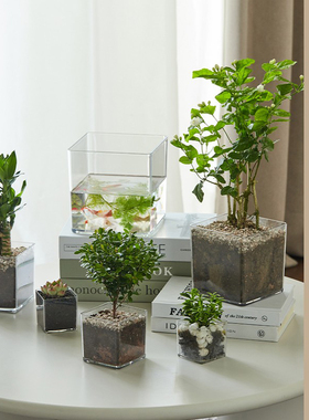 苍强水培花盆高透明正方形多肉绿植塑料方缸造型盆栽桌面摆件