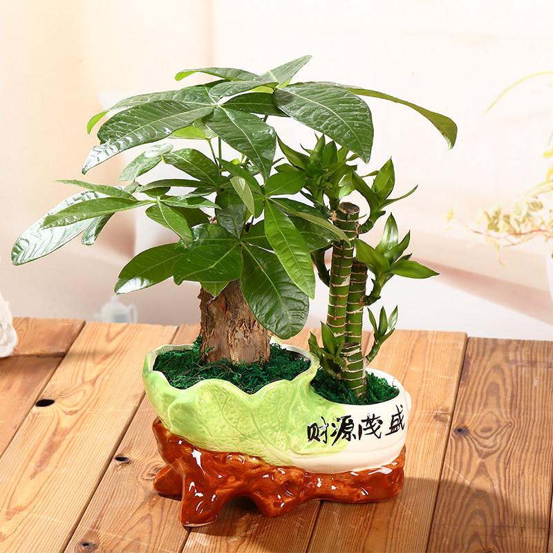 发财树节节高组合盆景财源茂盛富贵竹办公前台盆景吸甲醛净化空气
