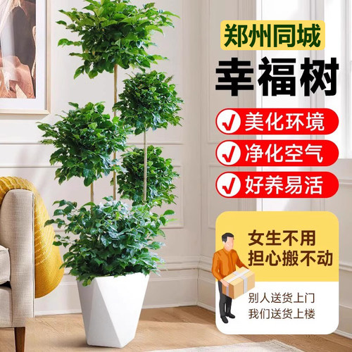 三层绿宝幸福树盆栽新房家用大型