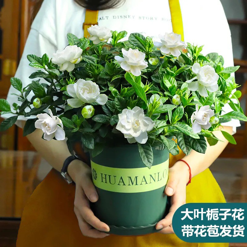 重瓣茉莉花盆栽栀子花开花浓香四季好养室内阳台庭院观花卉办公