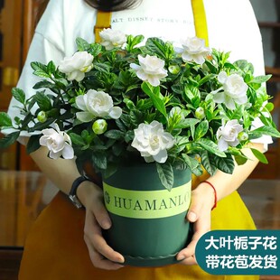 好养室内阳台庭院观花卉办公 重瓣茉莉花盆栽栀子花开花浓香四季