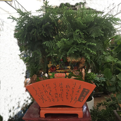 澳洲杉大盆景老树桩四季常青室内净化空气不老松盆景南洋杉科