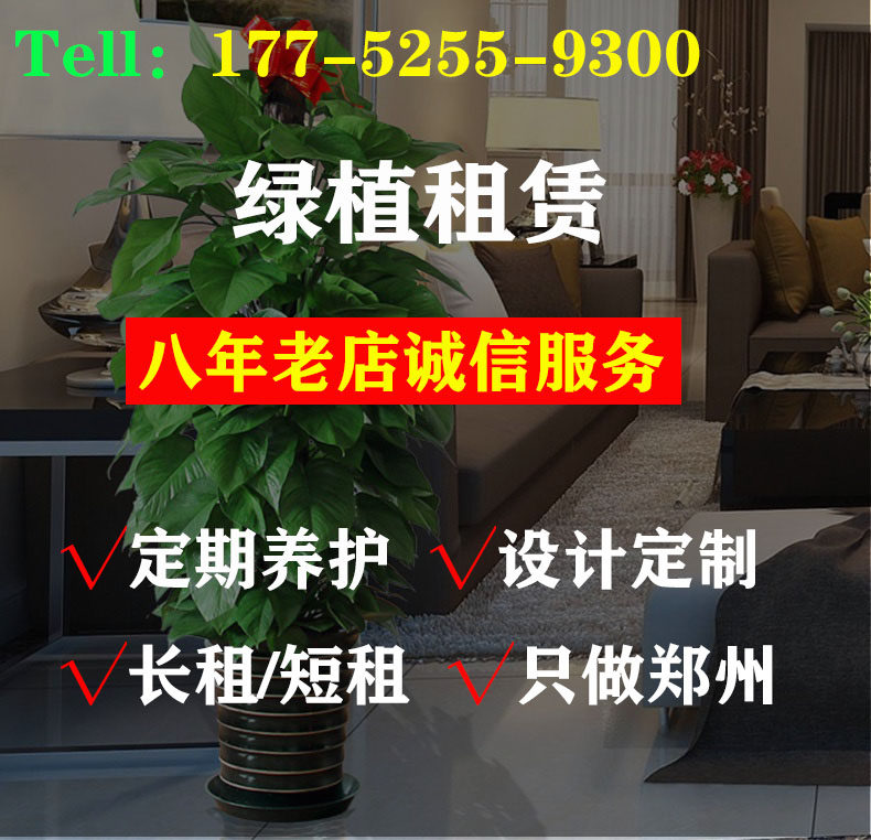 办公室绿植租赁郑州植物租摆租盆大型绿植/成品组合盆