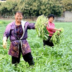 正宗广西博白特产新鲜空心菜 菜标水蕹菜食用蔬菜5斤包邮