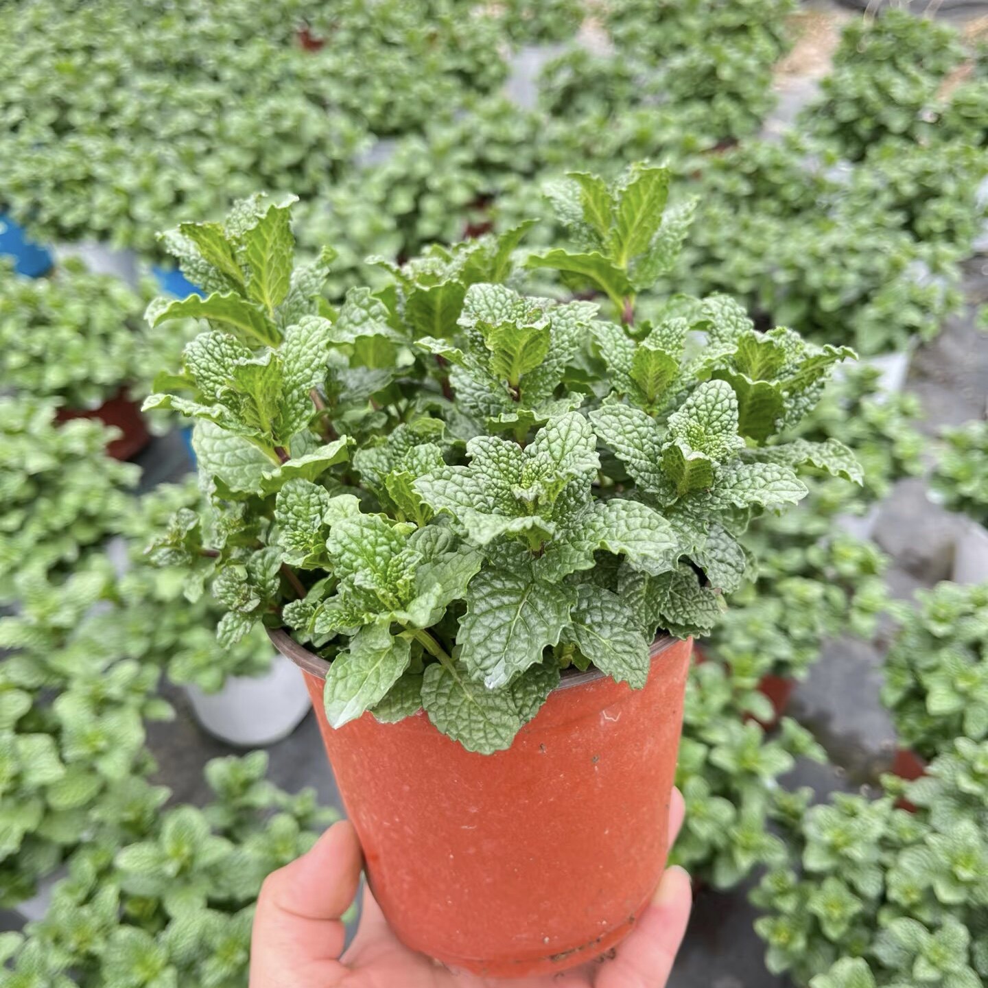 薄荷种子可食用留兰香薄荷美国薄荷种子香草阳台盆栽驱蚊种籽四季
