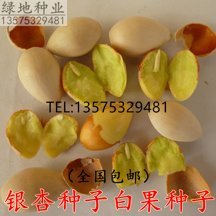 银杏树发芽可食用种子籽