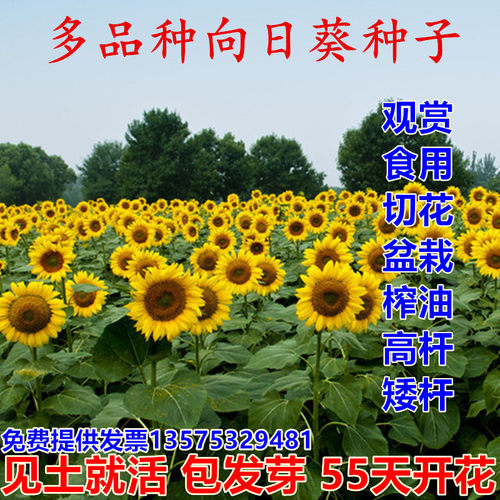 葵花籽种子价格 葵花籽种子图片 星期三