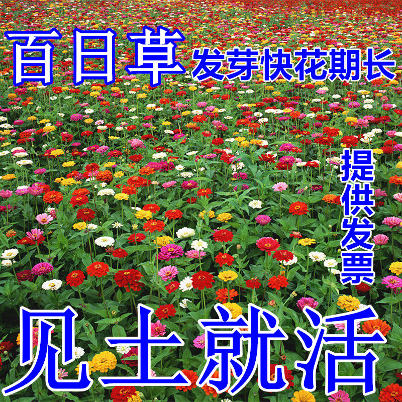 百日草花种子四季易种室外阳台庭院景观花海百日菊花种籽开花不断