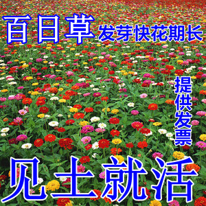 百日草花种子四季易种室外阳台庭院景观花海百日菊花种籽开花不断