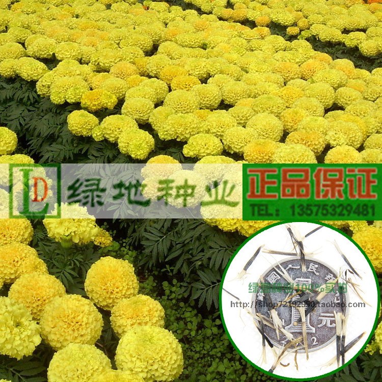 万寿菊种子花种籽春秋播景观绿化庭院室外花草种子四季种易活包邮