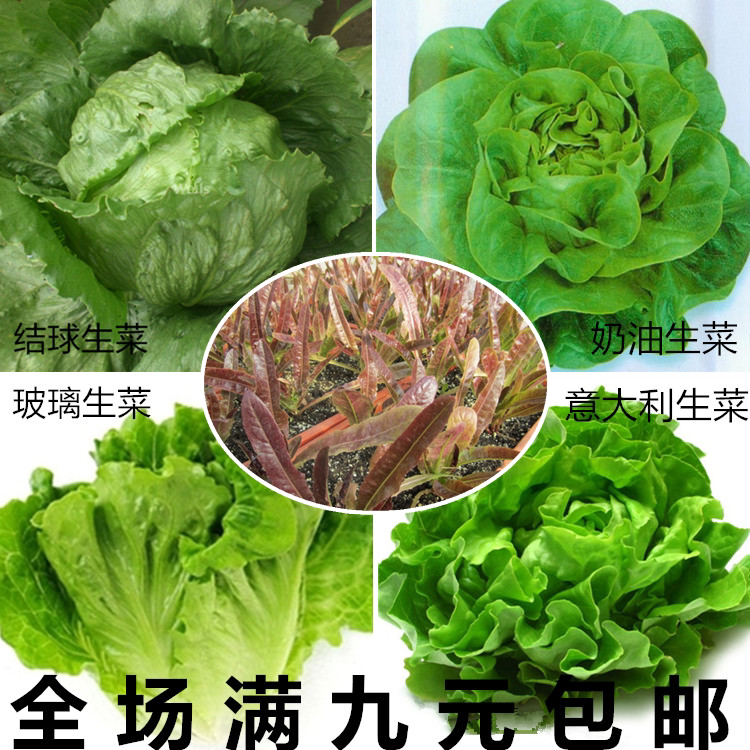 速生玻璃奶油结球意大利紫红生菜种子秋播蔬菜种子油麦菜籽四季种
