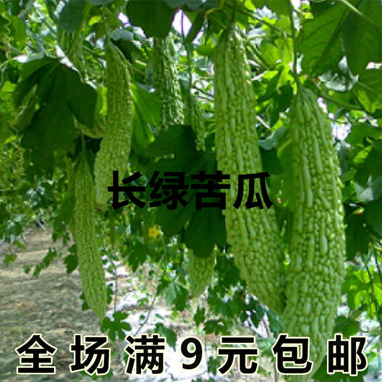 高产苦瓜种子金赖瓜耐热抗低温翠绿疙瘩凉瓜籽四季播农家蔬菜种子