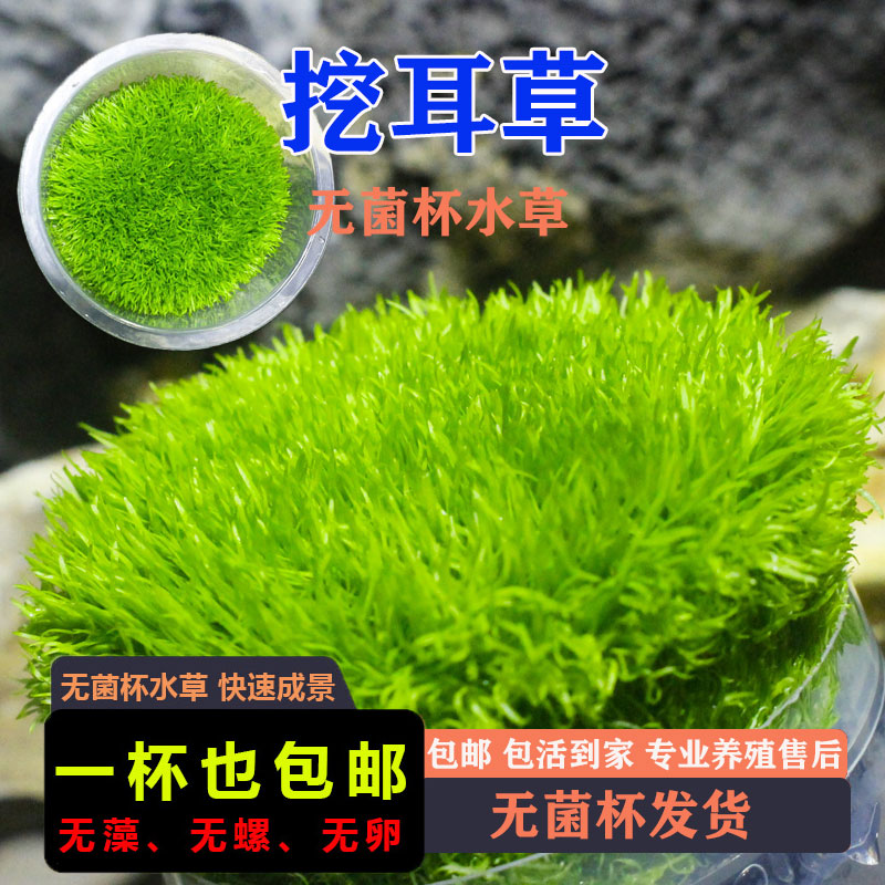 挖耳草鱼缸草坪无菌杯前景草水草