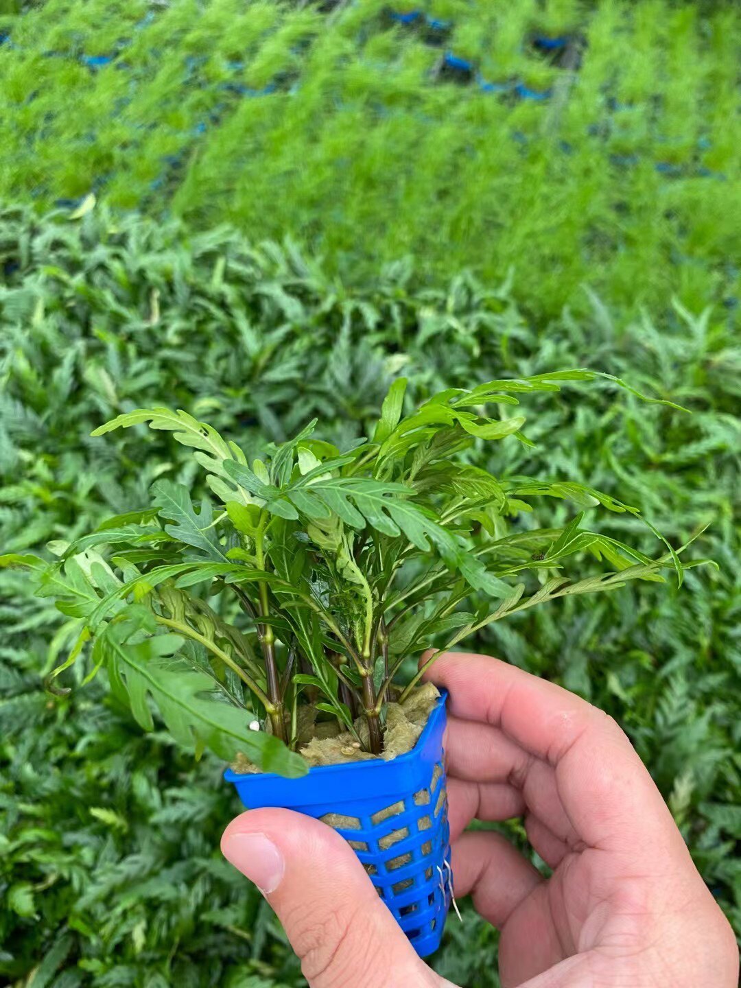 uk雨裂水蓑衣ada水草缸造景沉木有茎类uk羽裂雨蝶阴性水草淡水下
