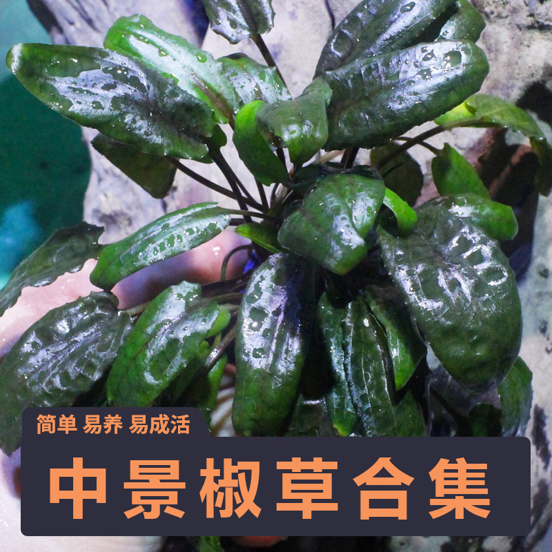 椒草合集咖啡泰国迷你绿温蒂喷泉