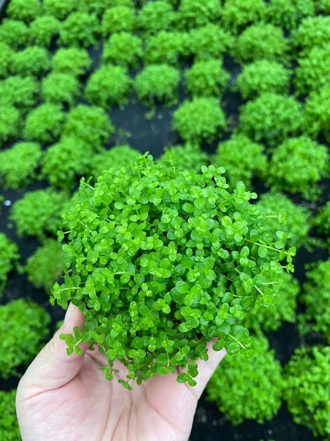 前景草趴地爬地矮珍珠坨草水草缸鱼缸草缸造景懒人水草阴性草皮