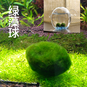 水草球懒人水草前景草快速成景莫斯水草幸福绿藻球虾缸鱼缸造景