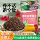 朱顶红专用土朱顶红土通用型营养土室内绿植盆栽种植土疏松透气土